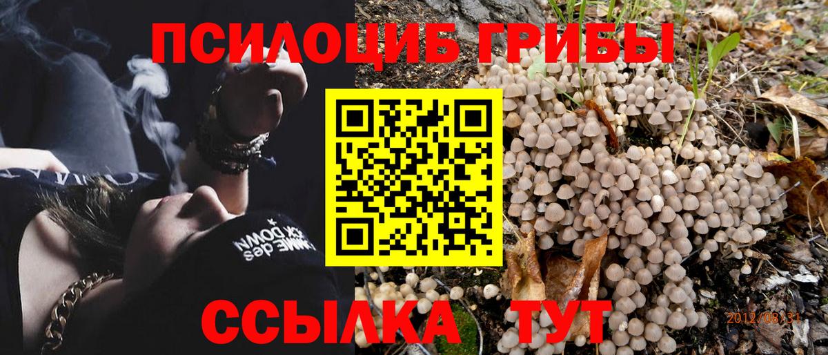 Псилоцибиновые грибы Psilocybine cubensis  Вход с VPN  Алейск 